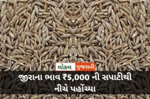 જીરાના ભાવ ₹5,000 ની સપાટીથી નીચે પહોંચ્યા | જાણો આજના જીરૂ ના ભાવ