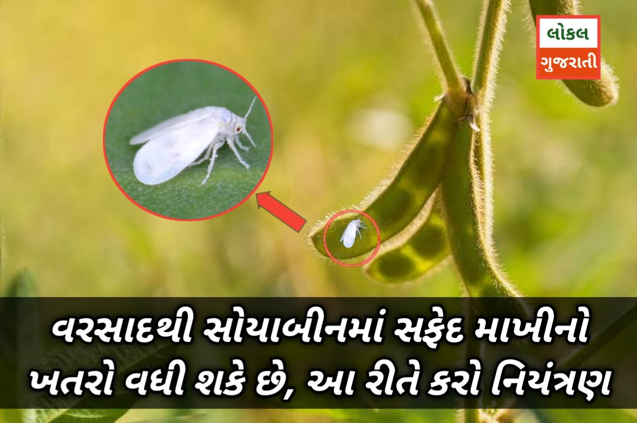 વરસાદથી સોયાબીનમાં સફેદ માખીનો ખતરો વધી શકે છે, આ રીતે કરો નિયંત્રણ