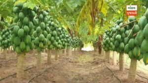 a group of papaya trees