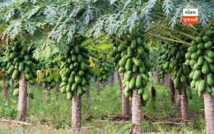 a group of papaya trees with green fruits