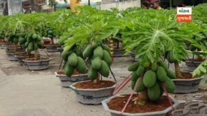 a group of plants in pots