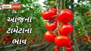 ટામેટાના બજારમાં તેજી ચાલુ છે આવક, ભાવ અને તેજી મંદીનો અહેવાલ જાણો