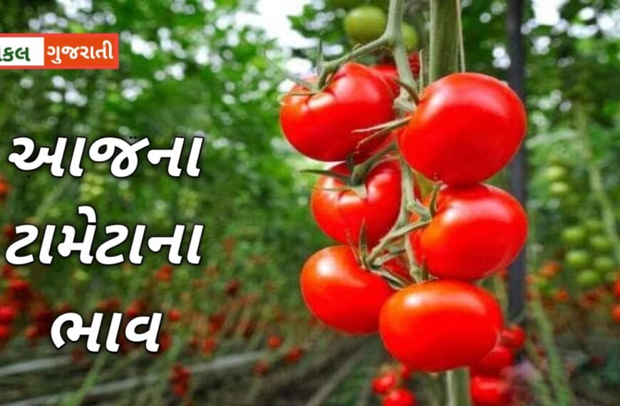 ટામેટાના બજારમાં તેજી ચાલુ છે આવક, ભાવ અને તેજી મંદીનો અહેવાલ જાણો