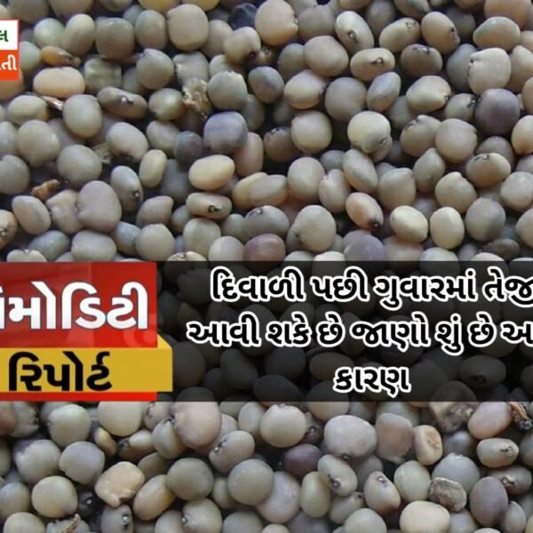 દિવાળી પછી ગુવારમાં તેજી આવી શકે છે જાણો શું છે આનું કારણ | જાણો આજના ગવાર ના ભાવ