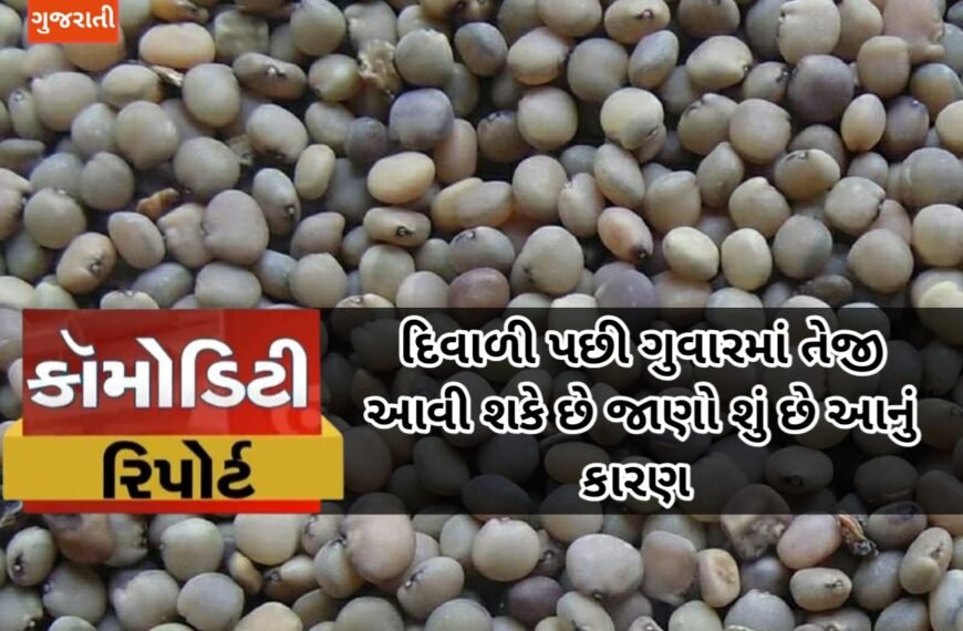દિવાળી પછી ગુવારમાં તેજી આવી શકે છે જાણો શું છે આનું કારણ | જાણો આજના ગવાર ના ભાવ