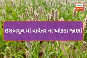 ઇસબગુલ માં વાવેતર ના આંકડા જાણો વર્ષ કેટલા ટકા ઇસબગુલ નું વાવેતર થયું