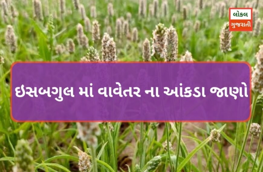 ઇસબગુલ માં વાવેતર ના આંકડા…