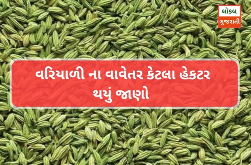 વરિયાળી ના વાવેતર કેટલા હેકટર થયું જાણવા માટે આ લેખ સંપૂર્ણ જૂઓ બજાર કેવું રહેશે