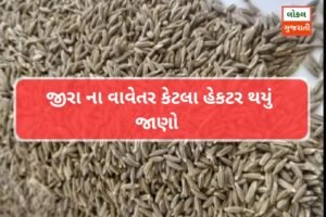 જીરા માં ગત વર્ષ થી કેટલા ટકા વાવેતર કપાયું જાણવા માટે આ રિપોર્ટ જુઓ