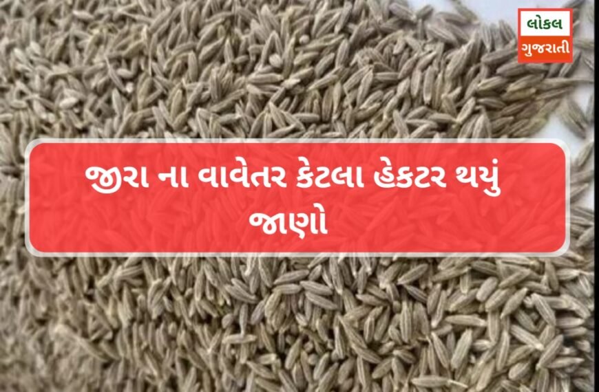 જીરા માં ગત વર્ષ થી કેટલા ટકા વાવેતર કપાયું જાણવા માટે આ રિપોર્ટ જુઓ