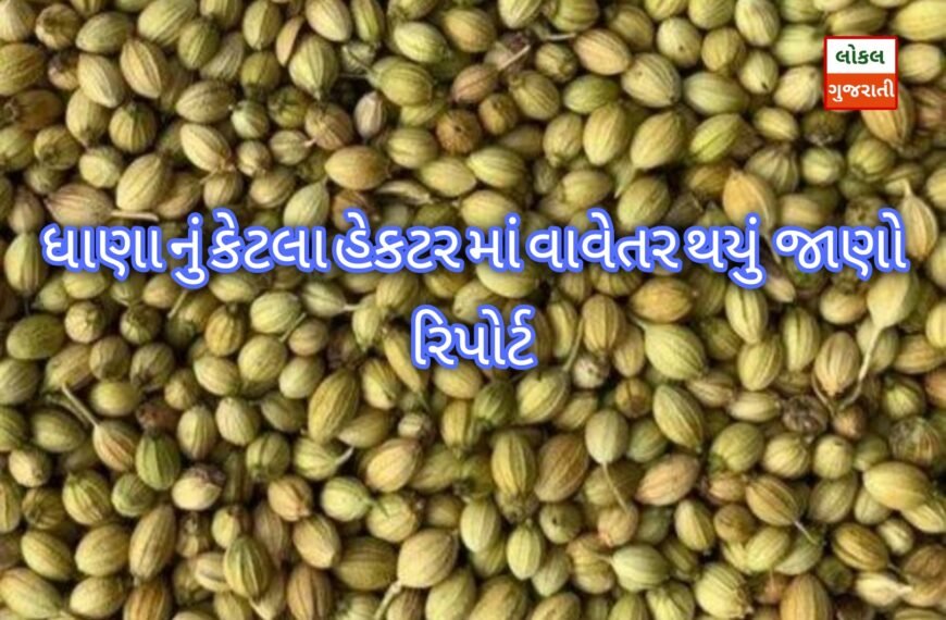 ધાણા નું કેટલા હેકટર માં…