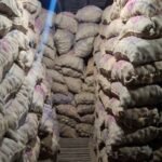 Deesa Potato Cold storage contact number and price