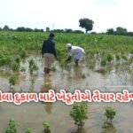 લીલા દુકાળ માટે ખેડૂતોએ તૈયાર રહેજો! હવામાન વિભાગની આગાહી મોટી આગાહી