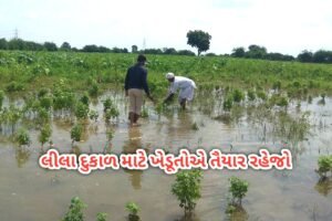 લીલા દુકાળ માટે ખેડૂતોએ તૈયાર રહેજો! હવામાન વિભાગની આગાહી મોટી આગાહી
