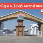 piluda market yard | આજના ભાવ પીલુડા માર્કેટ યાર્ડ | apmc Piluda Banas Agro Market