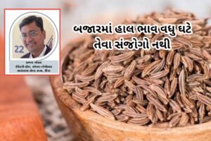 જીરૂના ભાવ ₹3600થી ₹4000ની વચ્ચે સ્થિર, નિકાસની માંગ…
