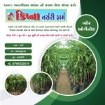 ક્રિષ્ના નર્સરી: ઉચ્ચ ગુણવત્તાવાળી ફળદ્રુપ કલમોની ભરોસાપાત્ર જગ્યા