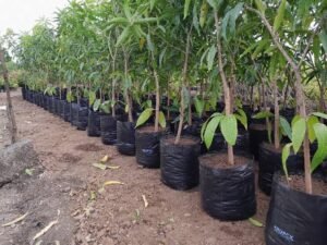 a group of trees in black bags