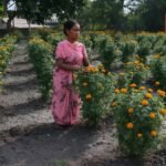 Farmer Success Story: ફૂલોના ખેતરમાં ખિલી સફળતા: ટેનીસ ગલગોટા દ્વારા આવક વધારતા કેલાસબેન