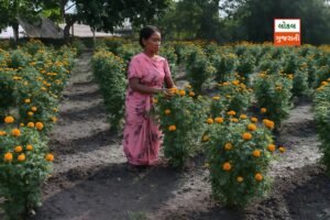 Farmer Success Story: ફૂલોના ખેતરમાં ખિલી સફળતા: ટેનીસ…