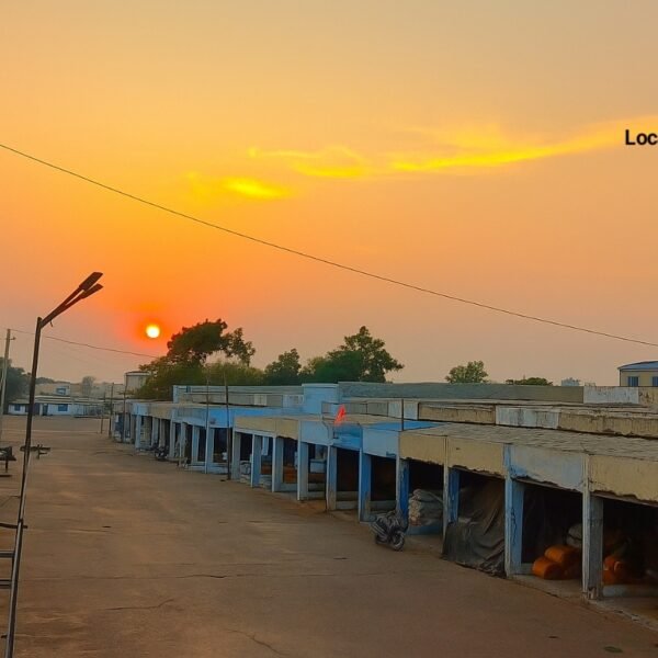 રાપર માર્કેટ યાર્ડમાં આજે ખેતીવાડી માલના તાજા ભાવ…